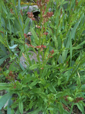 sheep sorrel flowers